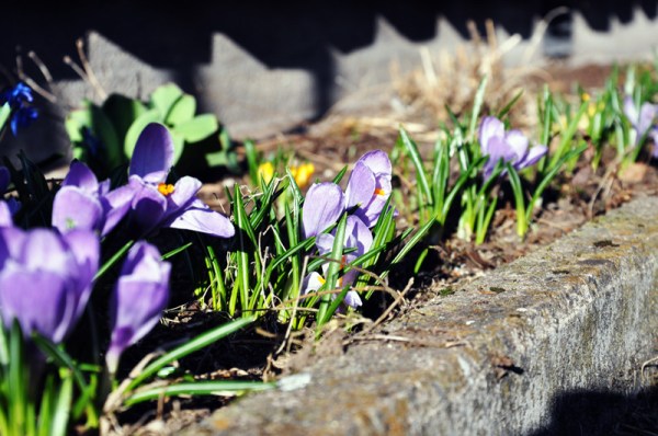 krokus2