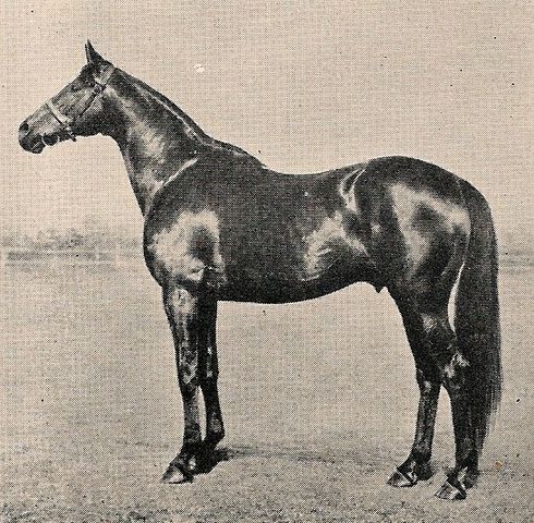 Horse_Persian_Gulf-_3big