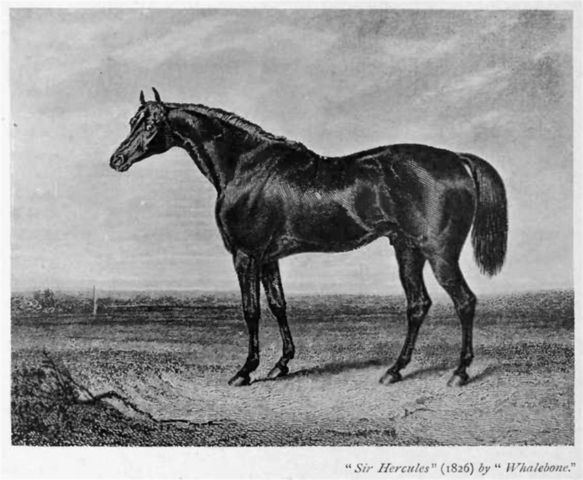 Horse_Sir_Hercules-big