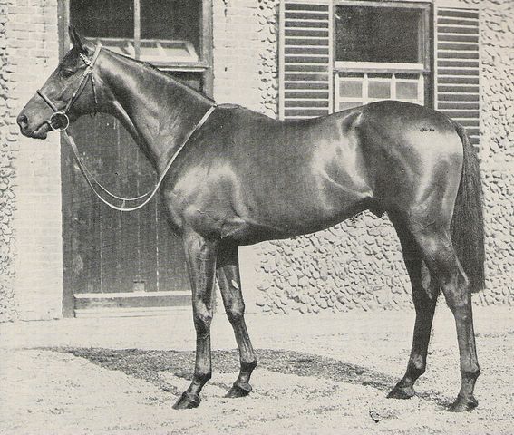 Horse_Tamerlane-_3big